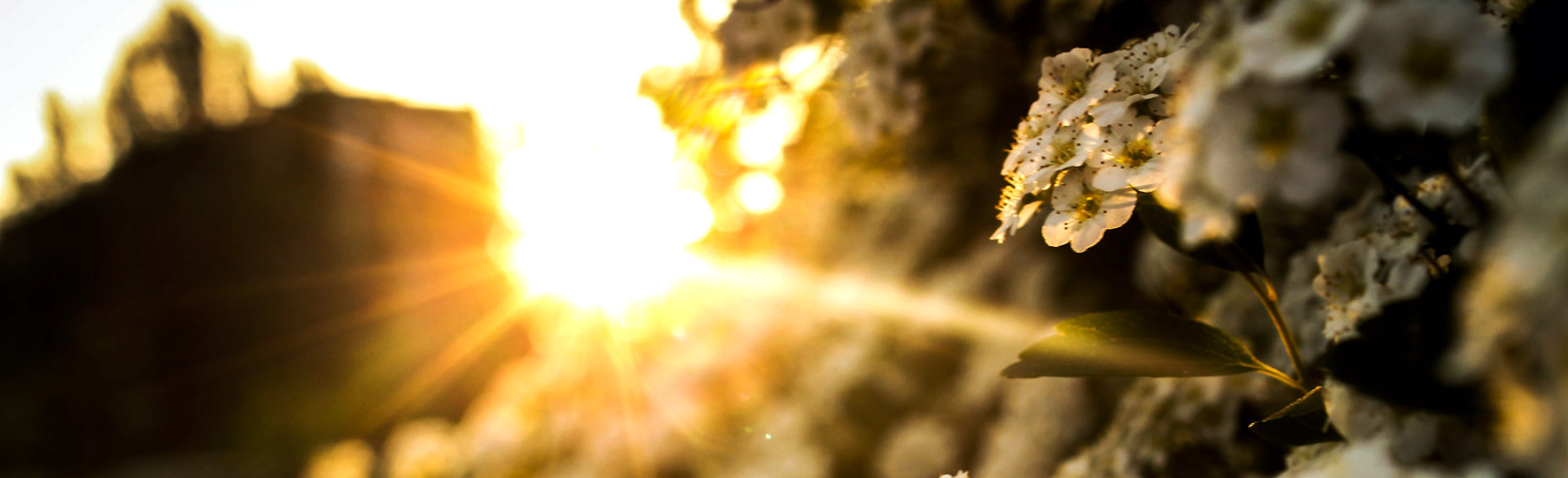 VitoStock_photo_and_Art